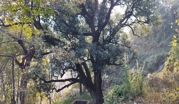 धरोहर : चार सौ वर्षो से खड़ा है पौड़ी गढ़वाल जिले में आम का पेड़, इस पुराने वृक्ष को संरक्षण की दरकार