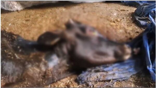 देहरादून : कांजी हाउस या मौत का कुंआ, केदारपुरम में फिर मरी मिली गाय