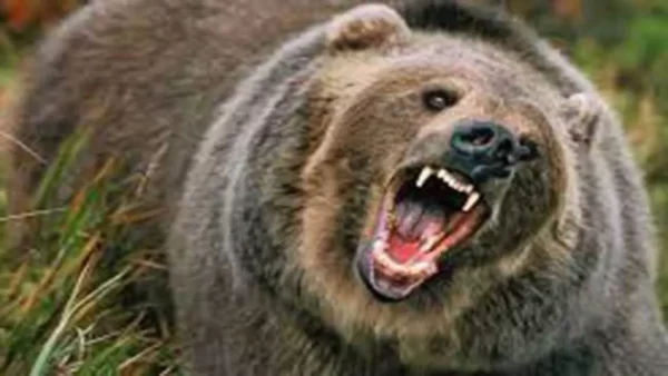 चमोली : सवाड गांव में एक व्यक्ति पर भालू ने किया हमला