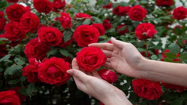 जीवन में गुलाब को देखने का प्रयास करें कांटों को नहीं, जीवन गुलाबों से भरा हैं …….