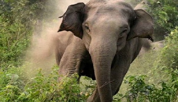 रामपुर में हाथी ने रौंदी फसल, वन विभाग पर लगा अनदेखी का आरोप