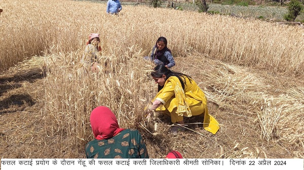 डीएम सोनिका ने राजस्व ग्राम रायपुर में की गेहूं की फसल की क्रॉप कटिंग
