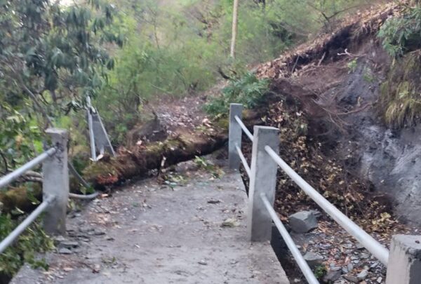 चमोली : आधी तुफान से दिदिना गांव में गिरा पेड़, विधुत लाइन क्षतिग्रस्त