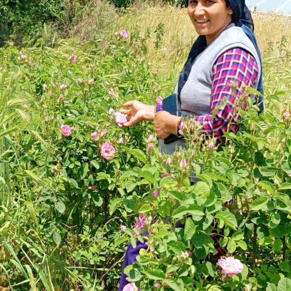 गुलाब की महक से गुलजार हुआ चमोली का ये गांव, डेमस्क रोज की खेती किसानों के जीवन में ला रही खुशहाली