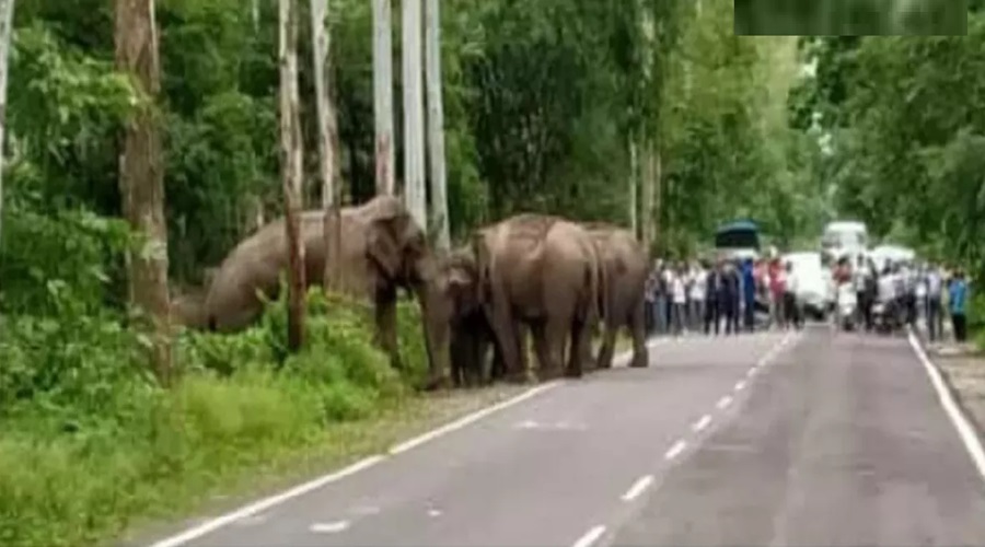 उत्तराखंड : हाथी से टकराई पर्यटकों की कार, बाबा ने किया ऐसा चमत्कार