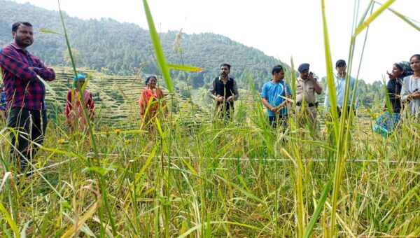 डीएम डॉ. आशीष चौहान ने बौसरी गाँव में क्रॉप कटिंग का लिया जायजा, 30 वर्ग मीटर प्लाट में 01 किलो 700 ग्राम धान हुई प्राप्त