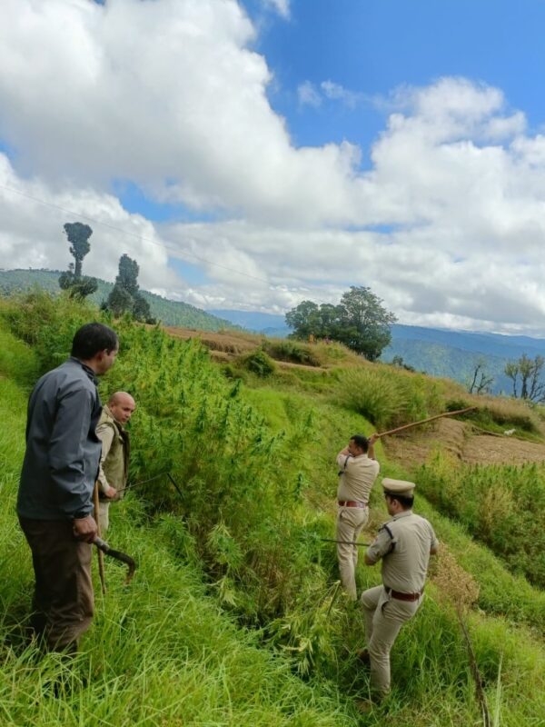 एसपी अजय गणपति के निर्देश पर बड़ी कार्रवाही, थाना पाटी पुलिस ने 25 नाली भूमि में अवैध रुप से की जा रही भांग की खेती को किया नष्ट