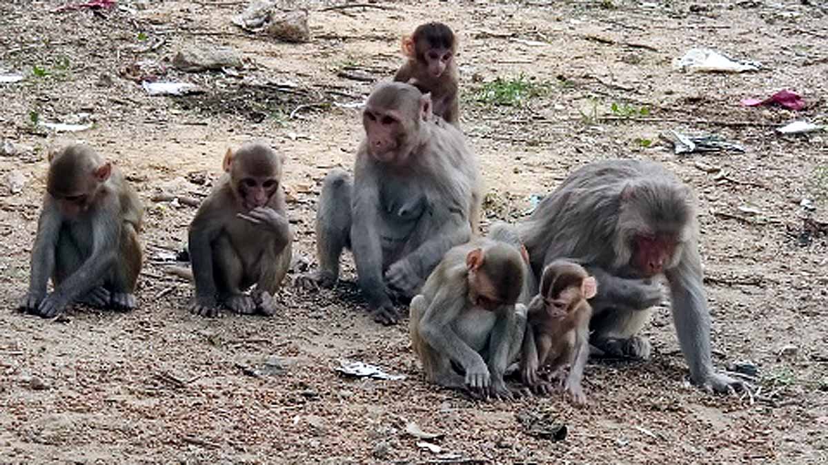 चमोली : देवाल में बंदरों का आतंक, निजात दिलाने की मांग