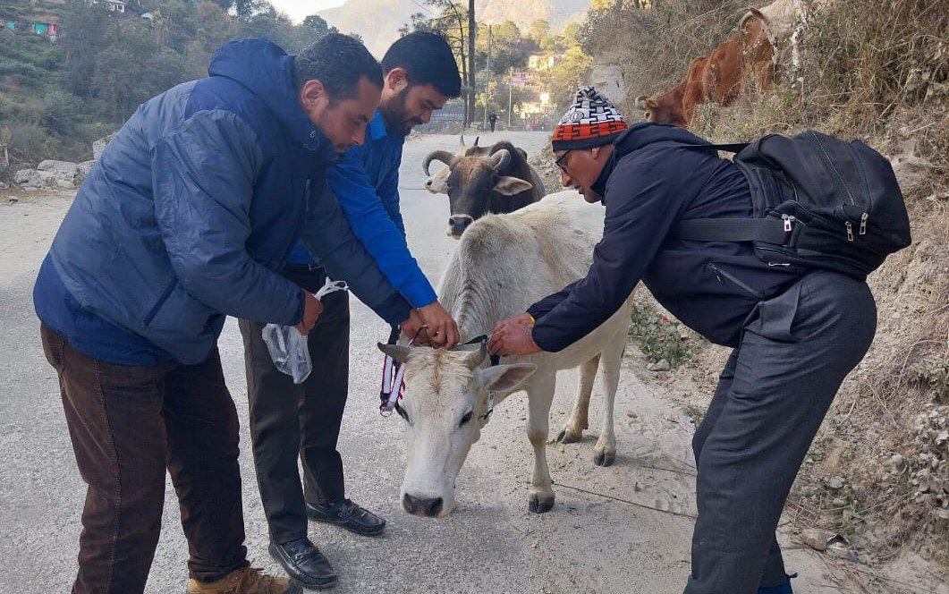 थराली : नगर क्षेत्र के आवारा पशुओं पर लगाए रिफ्लेक्टिव कलर