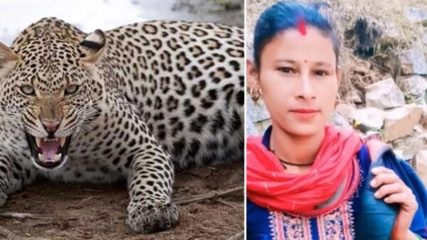 उत्तराखंड : बच्चे पर झपटा गुलदार, अंगूरा देवी ने पकड़ की पूंछ, बचाई बेटे की जान