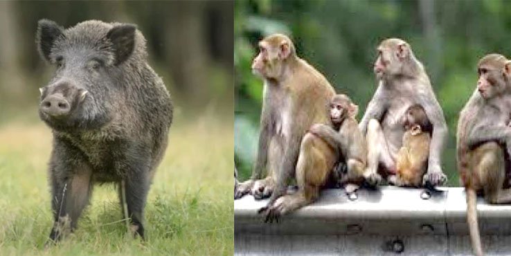सुअरों और बंदरों के आंतक से खेतीबाड़ी चौपट